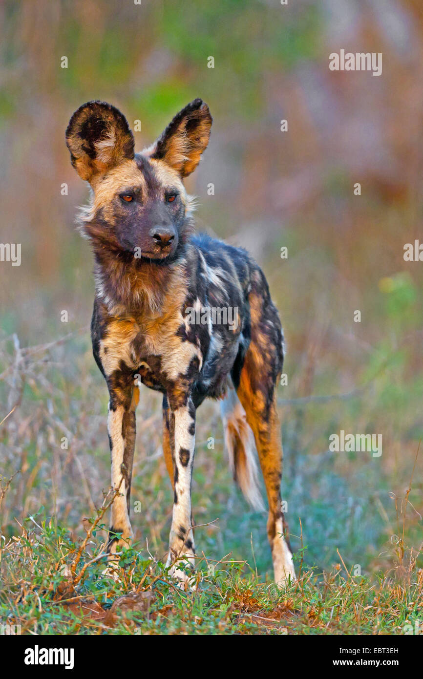 African wild dog (Lycaon pictus), standing in savanna, South Africa, Hluhluwe-Umfolozi National Park Stock Photo