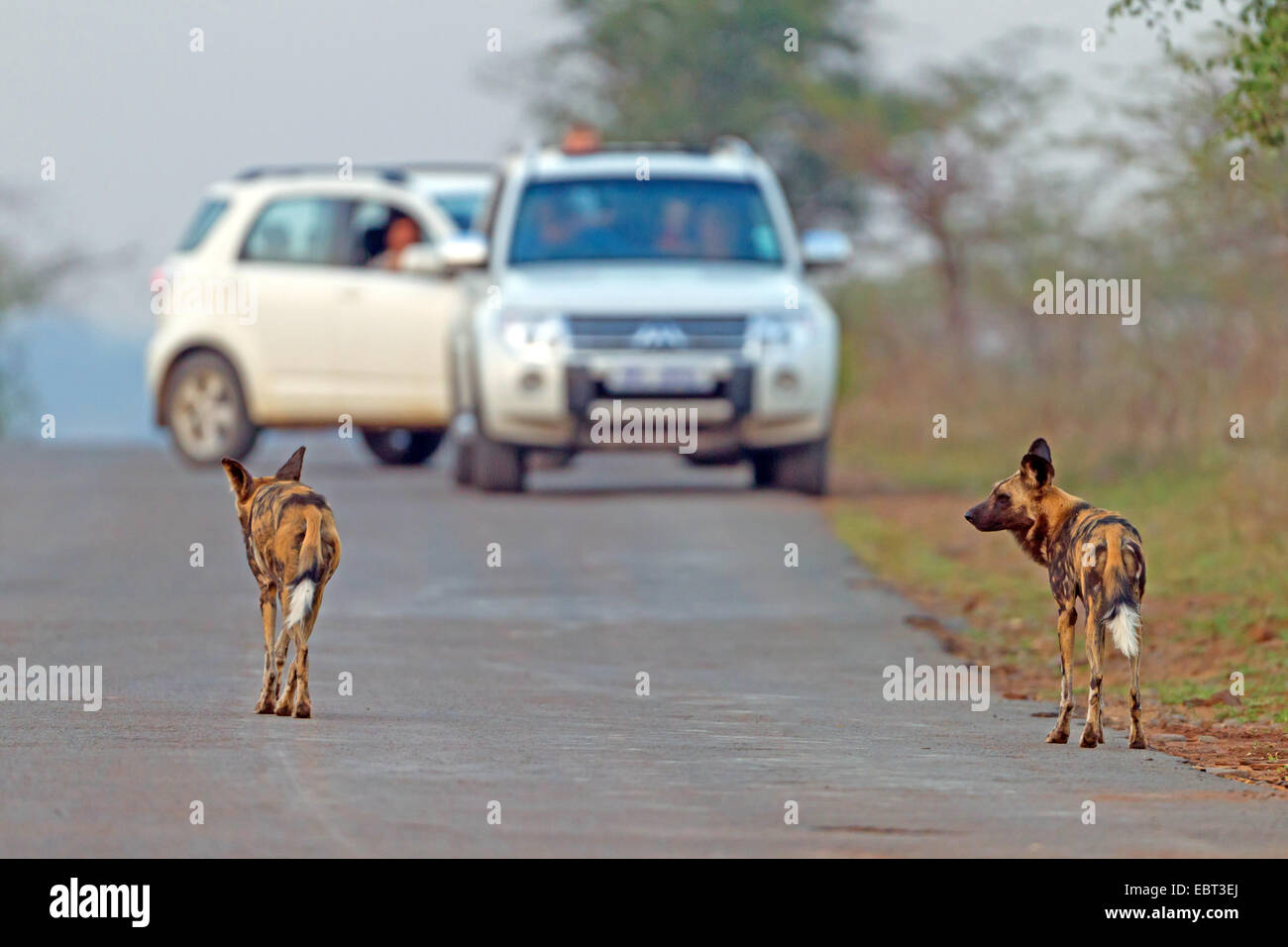 African wild dog, African hunting dog, Cape hunting dog, Painted dog, Painted wolf, Painted hunting dog, Spotted dog, Ornate wolf (Lycaon pictus), two African wild dogs on a road, cars in background, South Africa, Hluhluwe-Umfolozi National Park Stock Photo