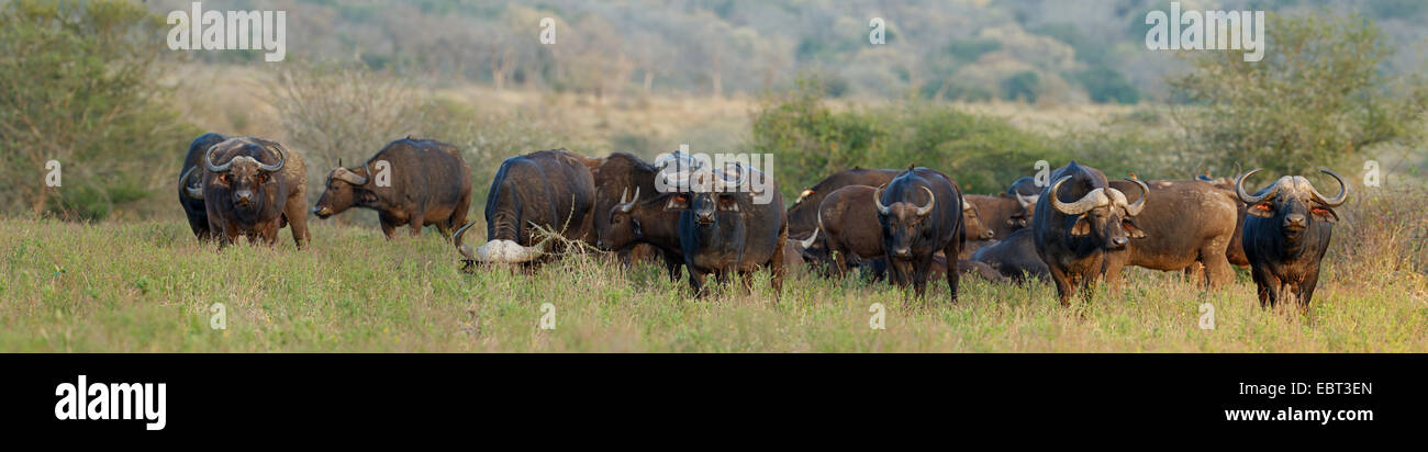 African buffalo (Syncerus caffer), herd in the savannah, South Africa, Hluhluwe-Umfolozi National Park Stock Photo