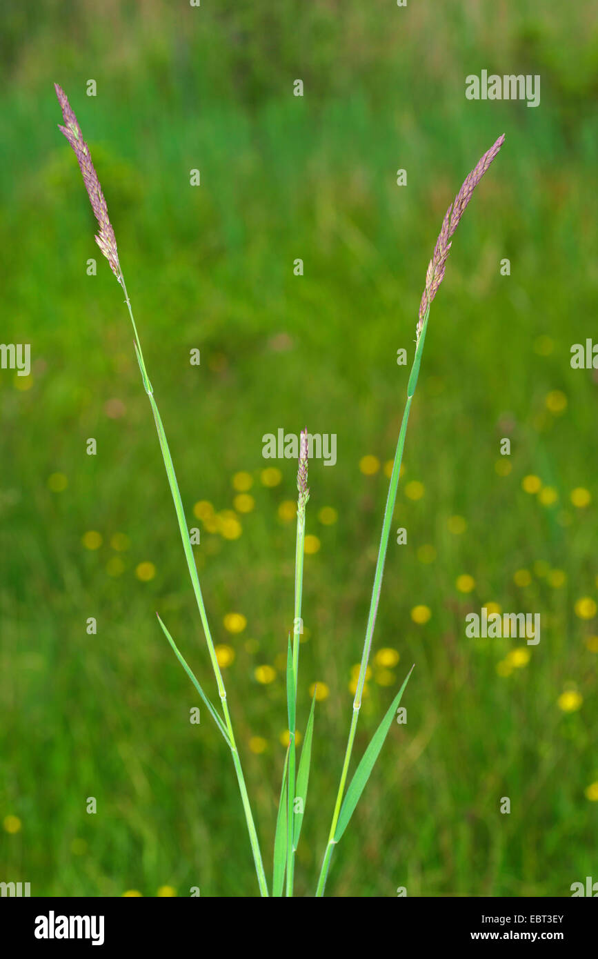 common velvet grass, Yorkshirefog, creeping velvetgrass (Holcus