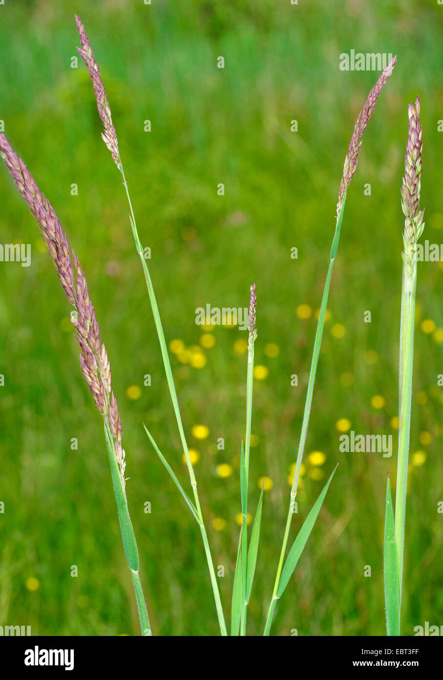Creeping stems hires stock photography and images Alamy