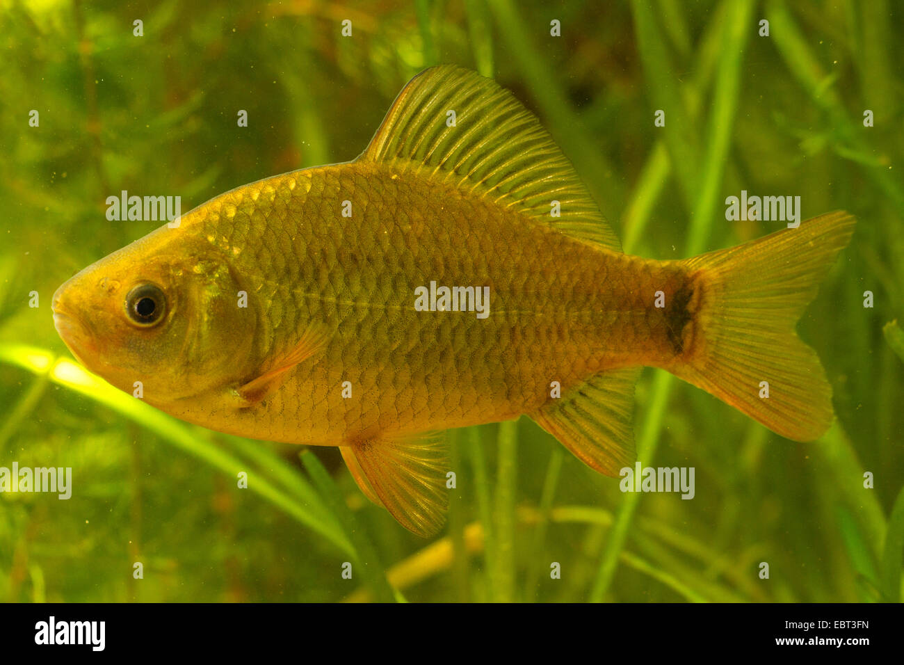 Crucian carp (Carassius carassius), with typical spot at the base of the tail, Germany Stock Photo
