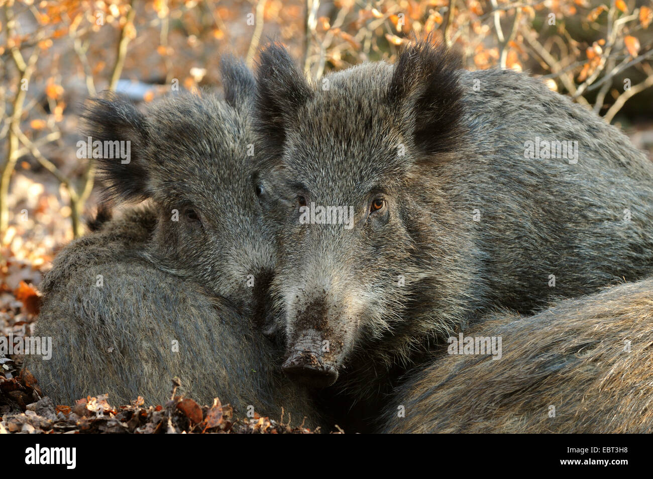 wild boar, pig, wild boar (Sus scrofa), four wild boars lying close together in autumn foliage, Germany, North Rhine-Westphalia Stock Photo