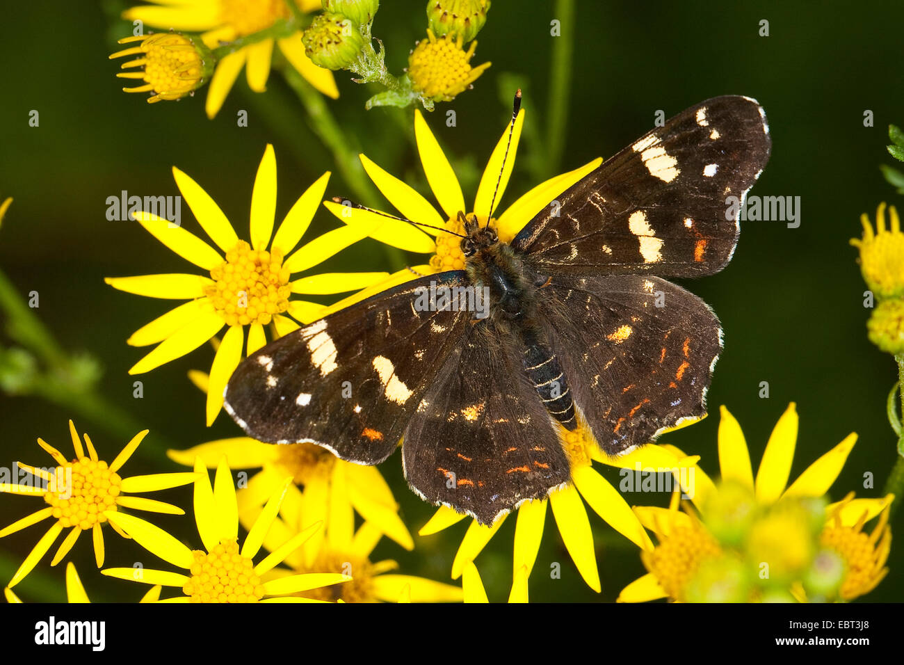 map butterfly, summer form (Araschnia levana f. prorsa), 2nd generation, sitting on groundsel, Germany Stock Photo