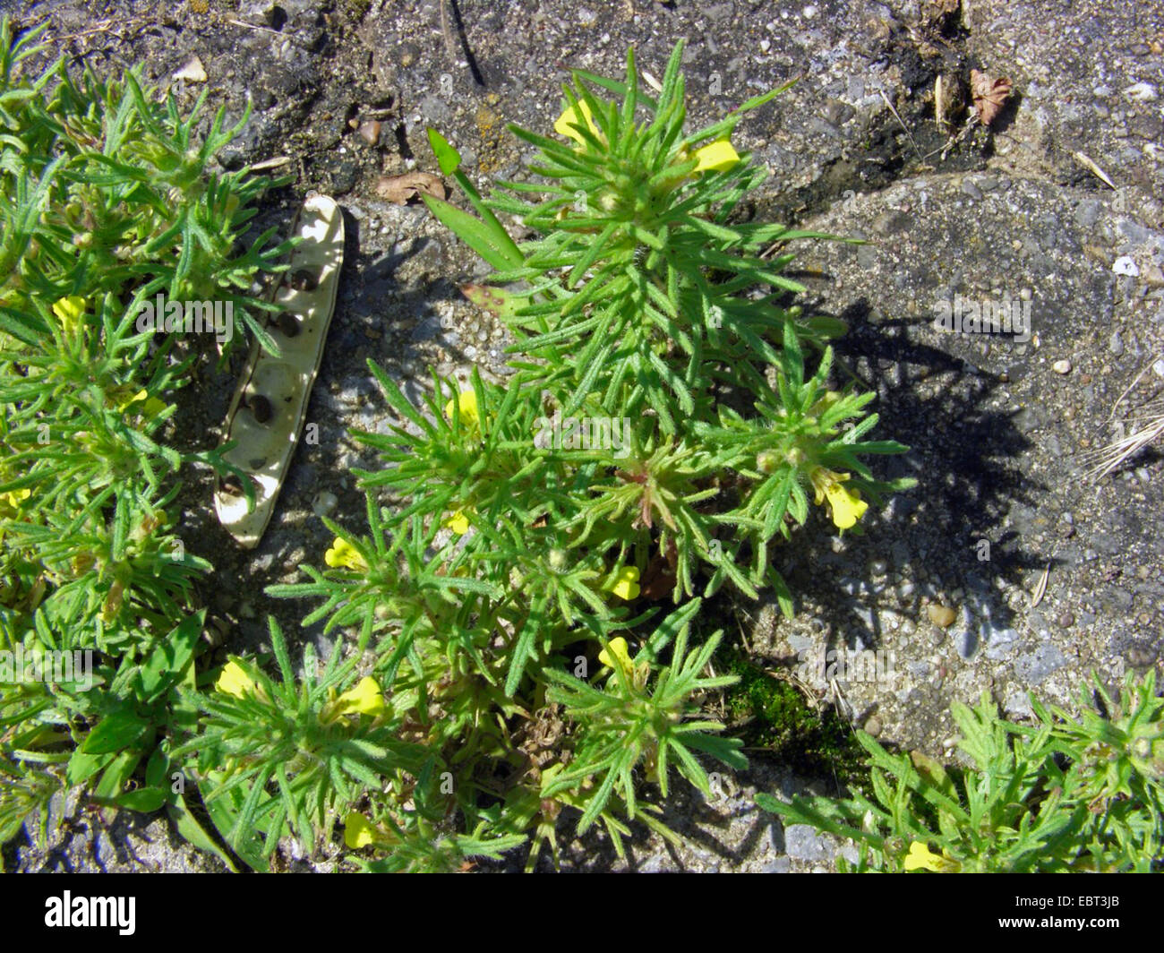 ground-pine, yellow bugle (Ajuga chamaepitys), blooming, Germany Stock Photo