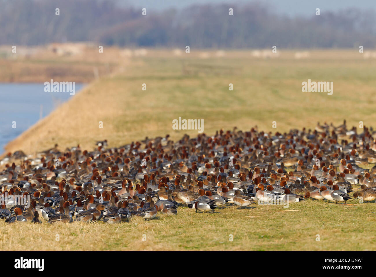 European wigeon (Anas penelope, Mareca penelope), heaps of wigeons at their resting place, Netherlands, Texel Stock Photo