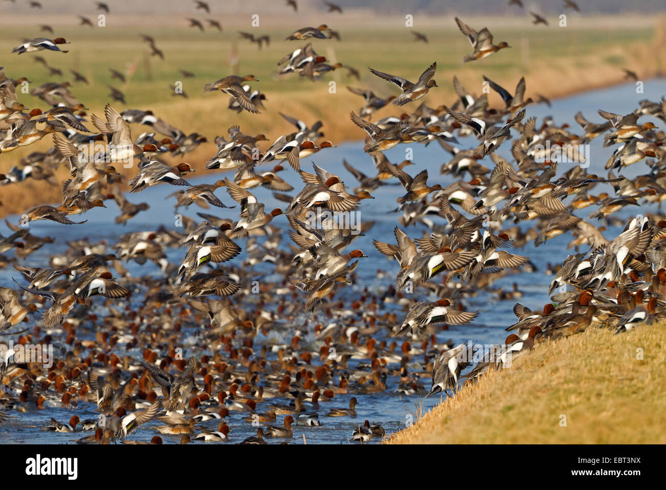 European wigeon (Anas penelope, Mareca penelope), heaps of wigeons at the resting place, Netherlands, Texel Stock Photo