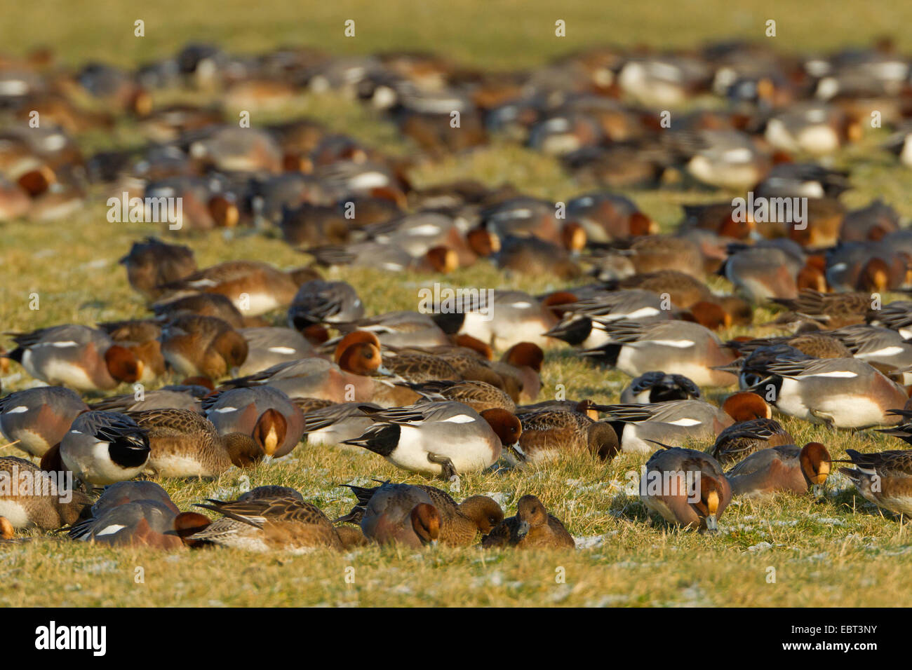 European wigeon (Anas penelope, Mareca penelope), heaps of wigeons at their resting place, Netherlands, Texel Stock Photo