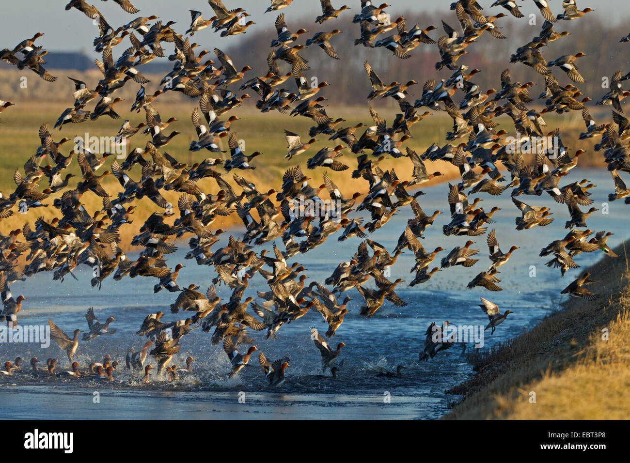 European wigeon (Anas penelope, Mareca penelope), heaps of wigeons at the resting place, Netherlands, Texel Stock Photo