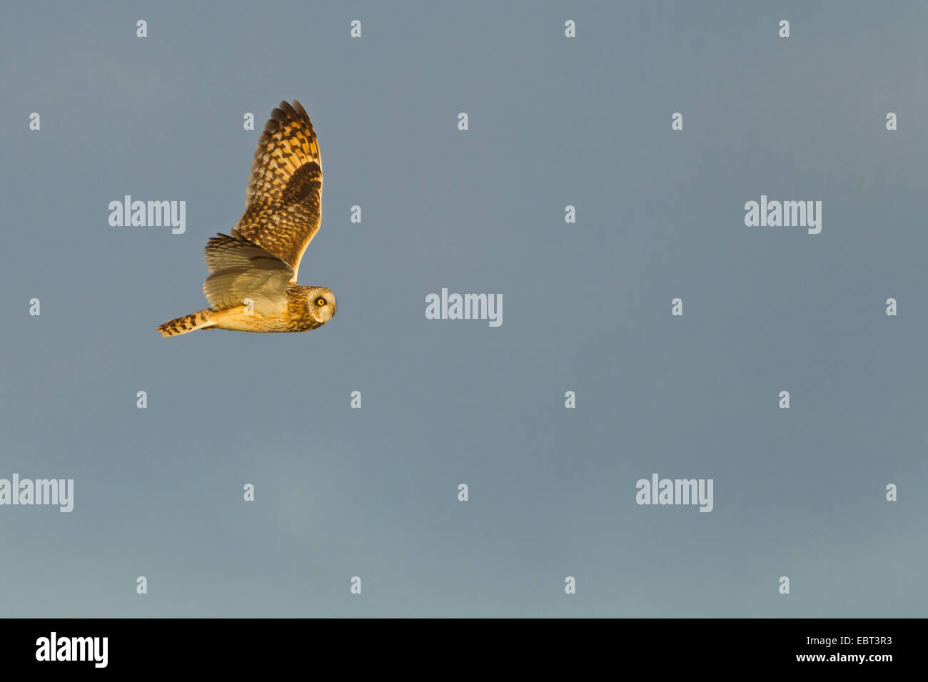 short-eared owl (Asio flammeus), flying, Germany, Rhineland-Palatinate Stock Photo