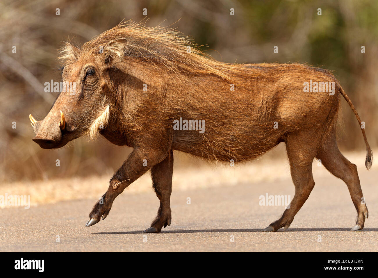 common warthog, savanna warthog (Phacochoerus africanus), walking