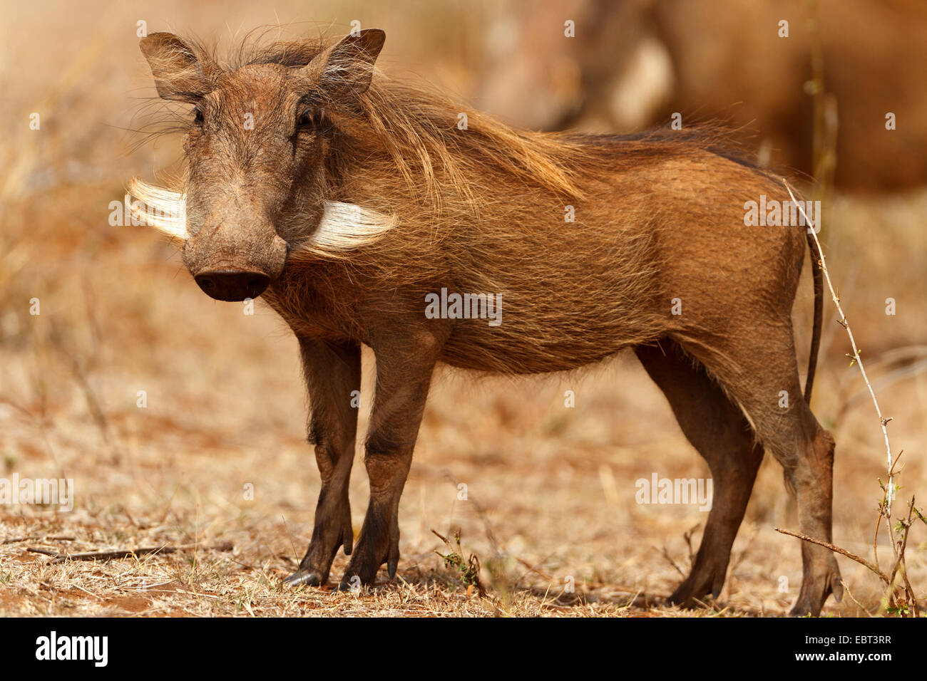 common warthog, savanna warthog (Phacochoerus africanus), standing ...