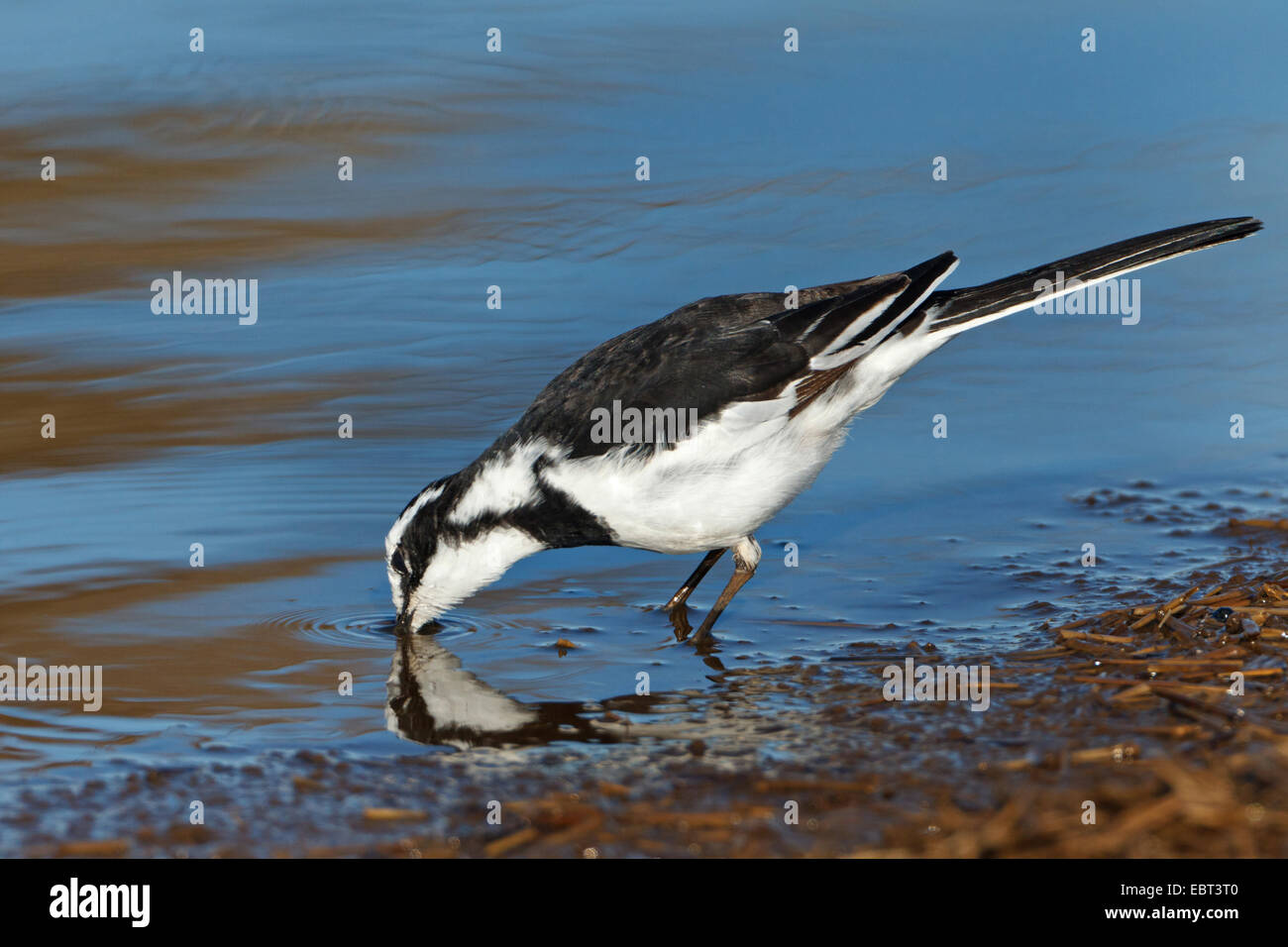 African pied wagtail (Motacilla aguimp), drinking, South Africa, Krueger National Park, Lower Sabie Camp Stock Photo