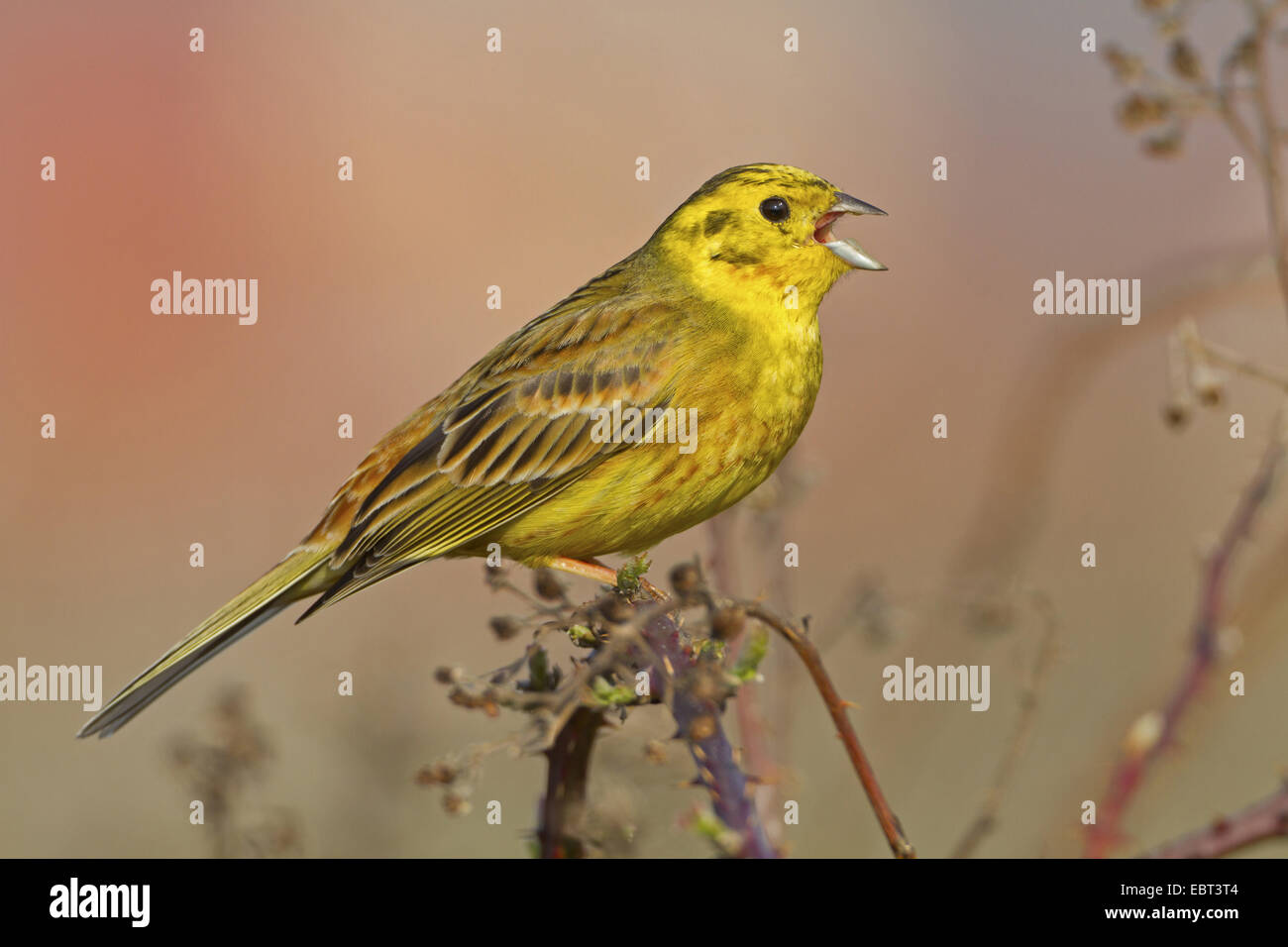 yellowhammer (Emberiza citrinella), sitting on a twig singing, Germany, Rhineland-Palatinate Stock Photo