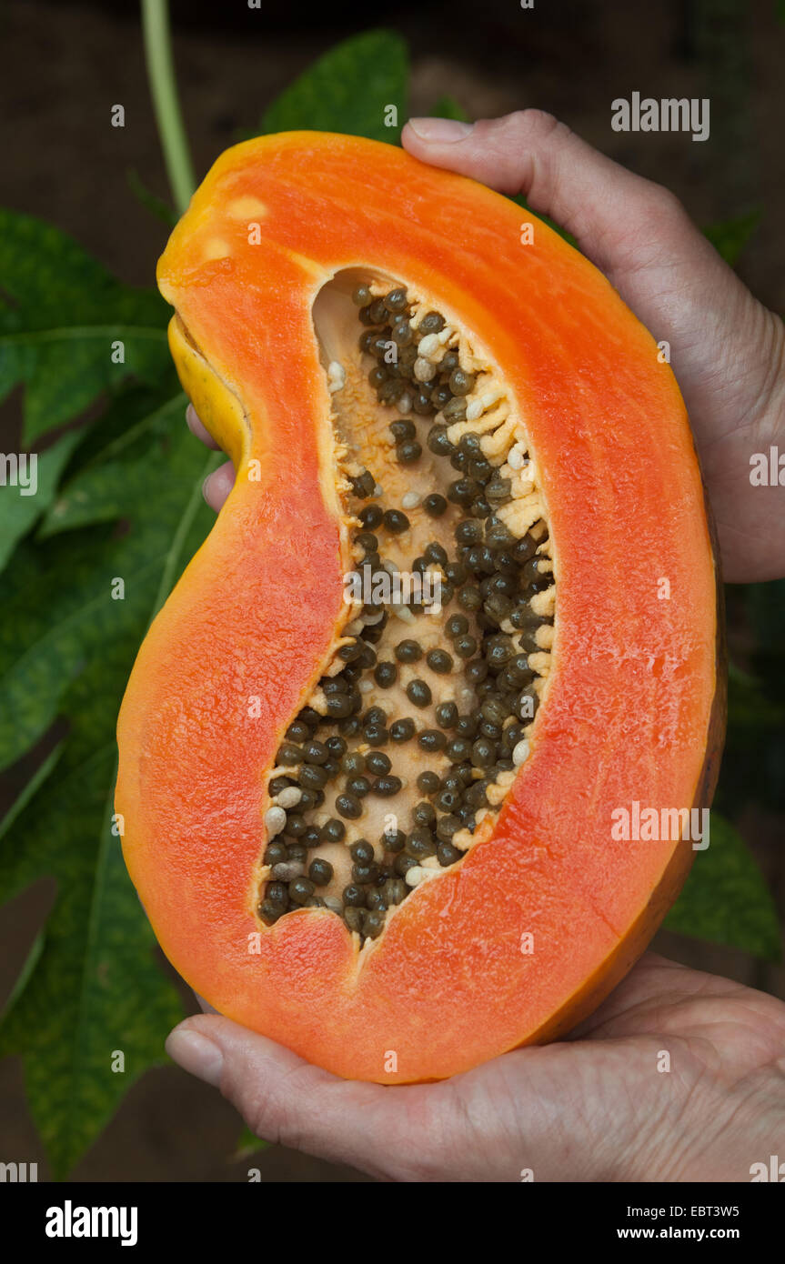 This is an inside of papaya (tropical fruit). The man (woman) holds