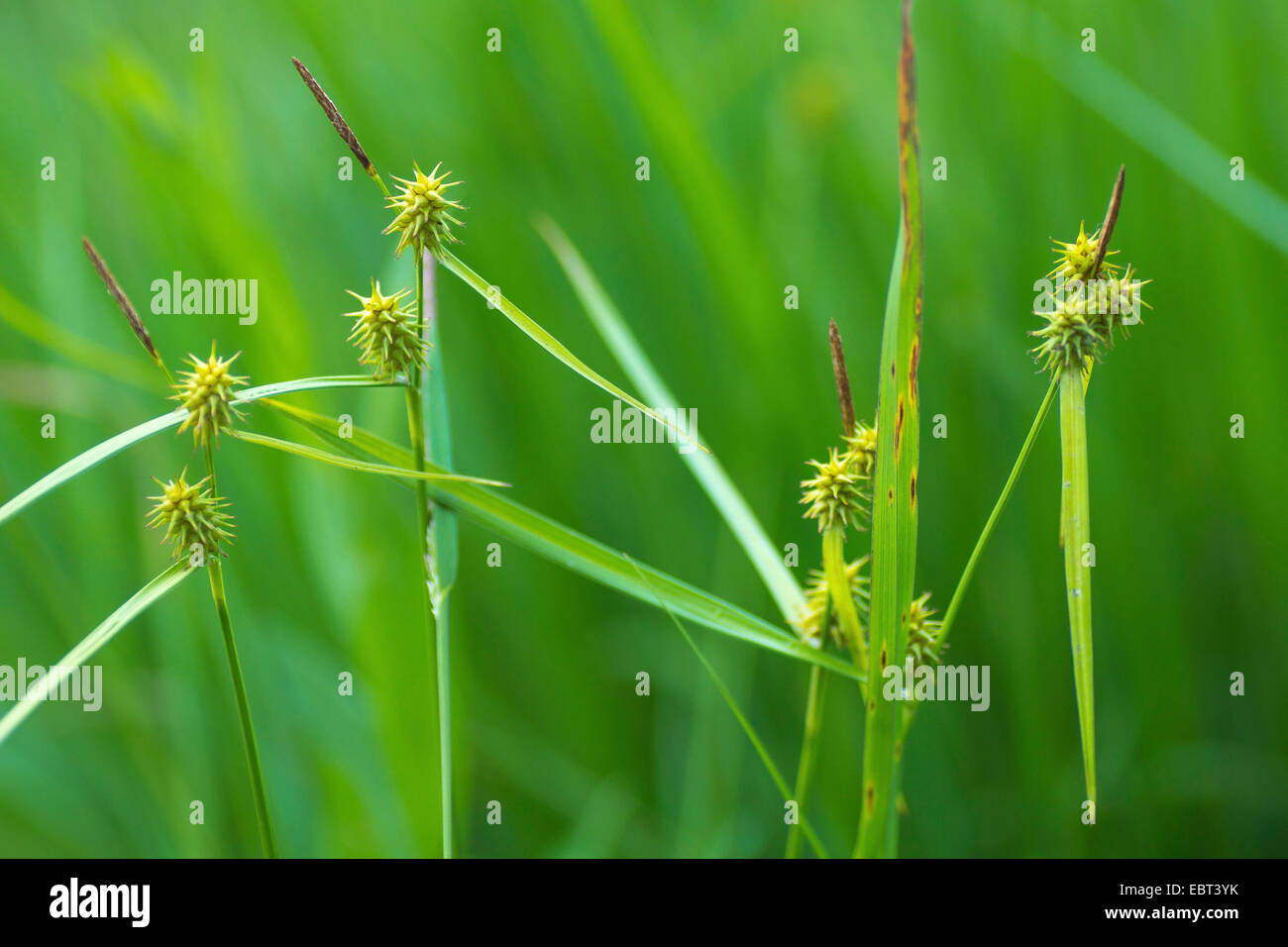 Yellow sedge (Carex lepidocarpa, Carex flava agg.), male and female inflorescences, Germany, Bavaria Stock Photo