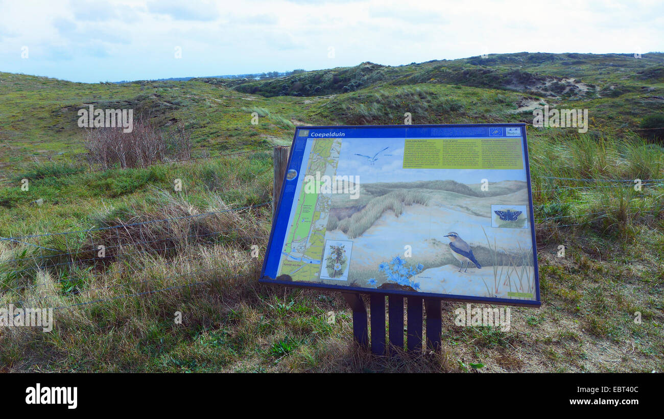 information sign in front of grass-grown dunes, Netherlands, South Holland, Coepelduynen, Noordwijk aan Zee Stock Photo