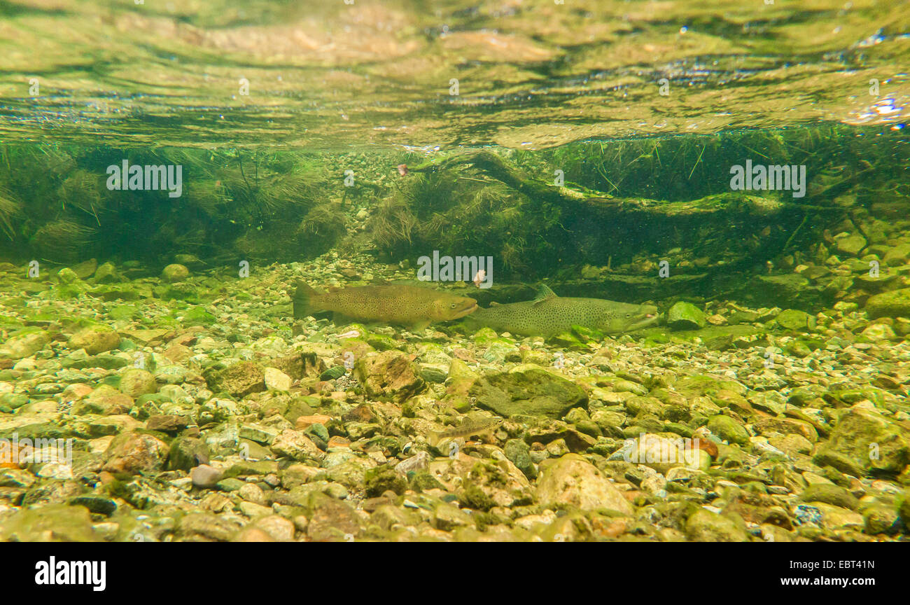 Brown trout, Sea trout, Atlantic trout (Salmo trutta trutta), fish migration to the spawning ground, Norway, Namsos Stock Photo
