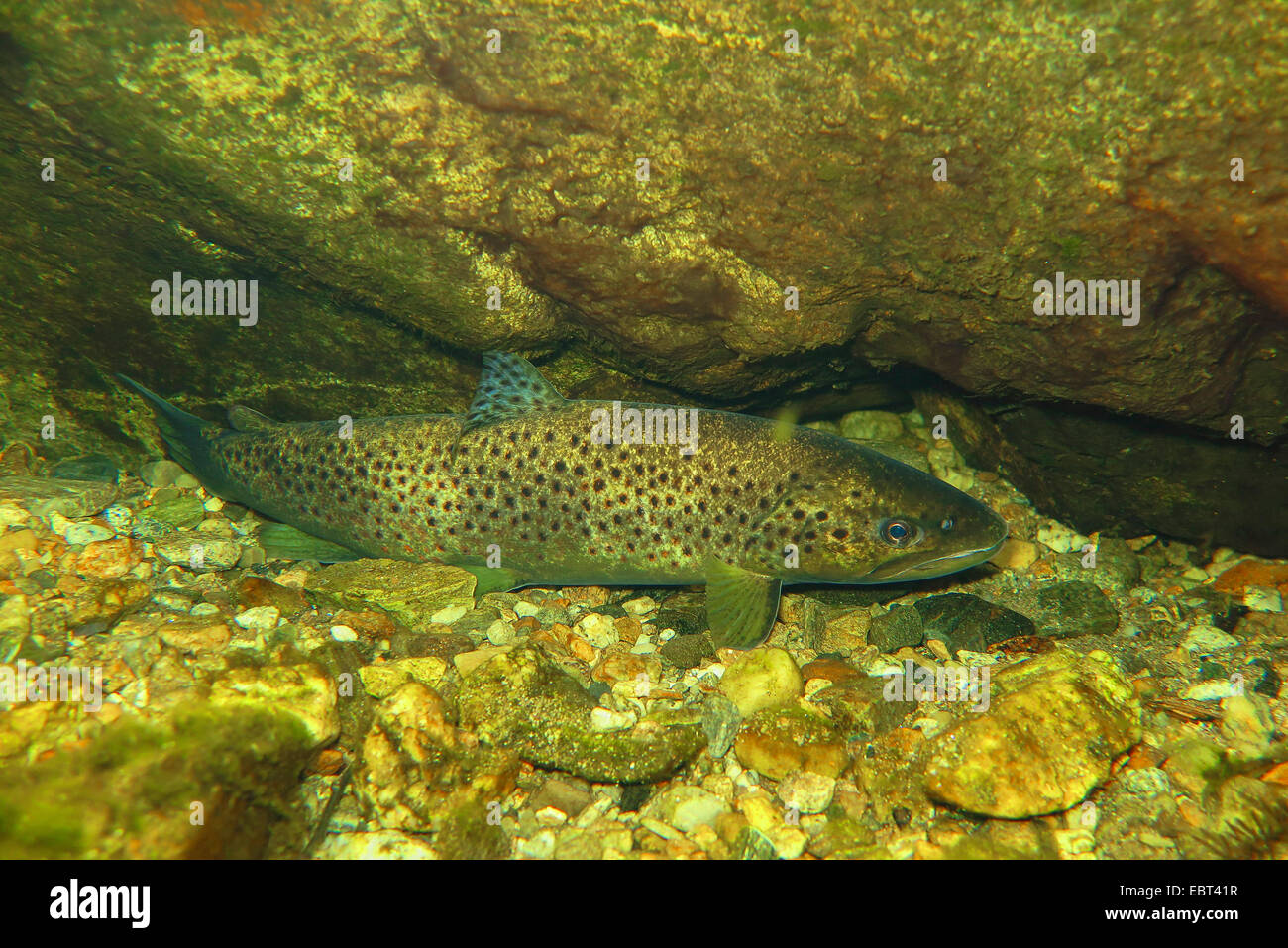 Big trout hires stock photography and images Alamy