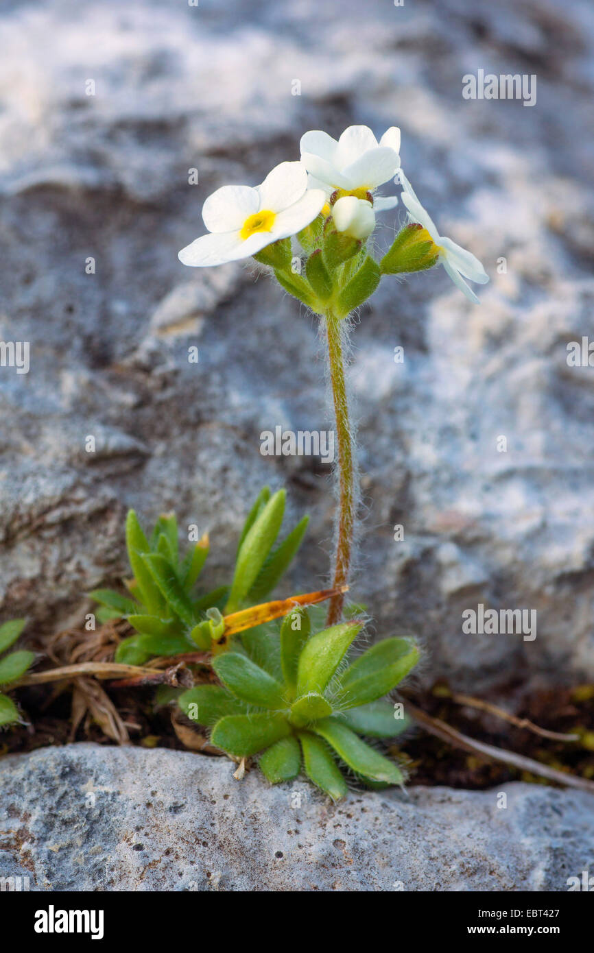 Sweetflower rockjasmine (Androsace chamaejasme), blooming on a rock, Germany, Bavaria, Oberbayern, Upper Bavaria, Ammergebirge Stock Photo