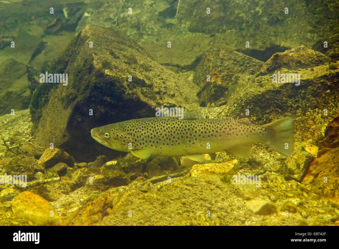 Brown trout, Sea trout, Atlantic trout (Salmo trutta trutta), at the spawning run, Norway, Namsos Stock Photo