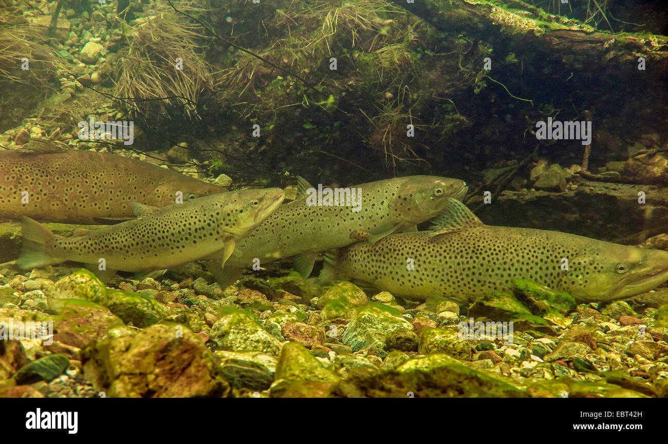Brown trout, Sea trout, Atlantic trout (Salmo trutta trutta), fish migration to the spawning ground, Norway, Namsos Stock Photo