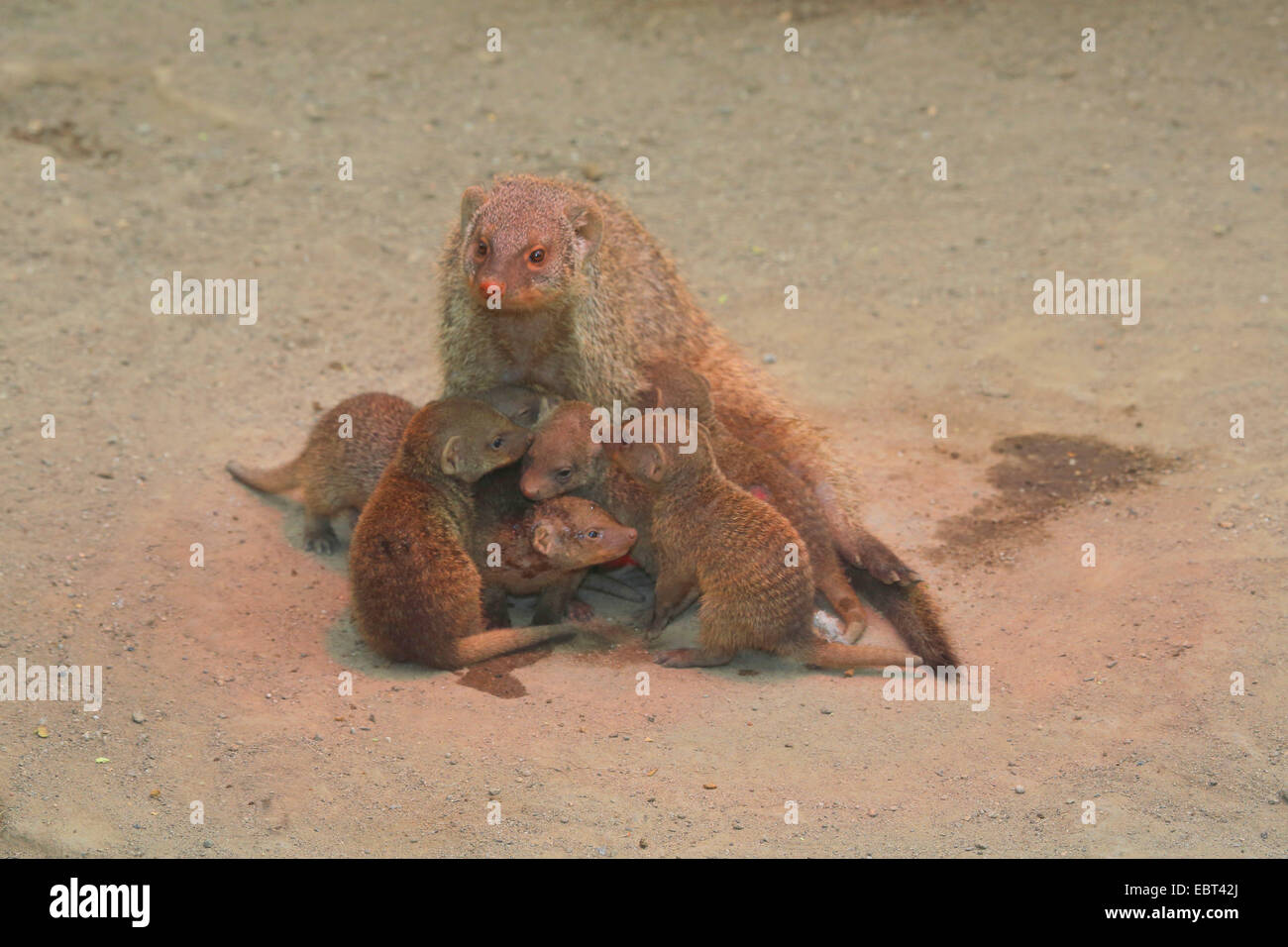 banded mongoose, zebra mongoose (Mungos mungo), female with infants under an infrared lamp in the zoo Stock Photo