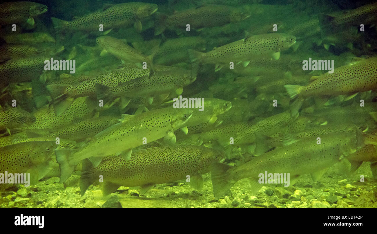 Brown trout, Sea trout, Atlantic trout (Salmo trutta trutta), fish