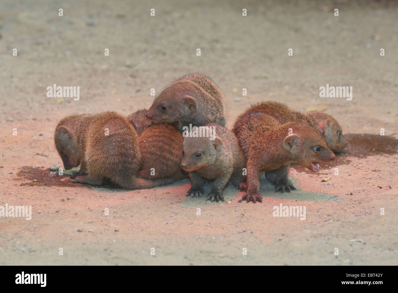 banded mongoose, zebra mongoose (Mungos mungo), infants under an infrared lamp in the zoo Stock Photo