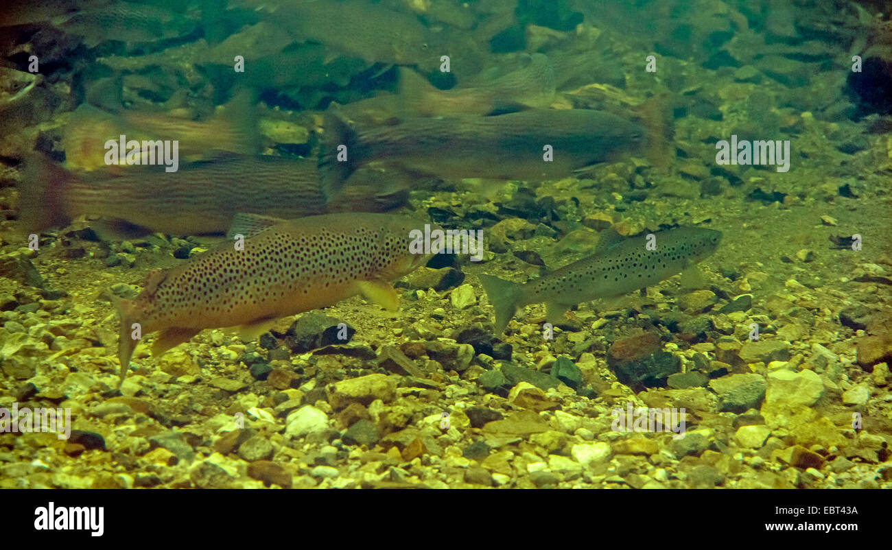Trout in Fish Hatchery stock image. Image of fish, salmonidae - 42658503