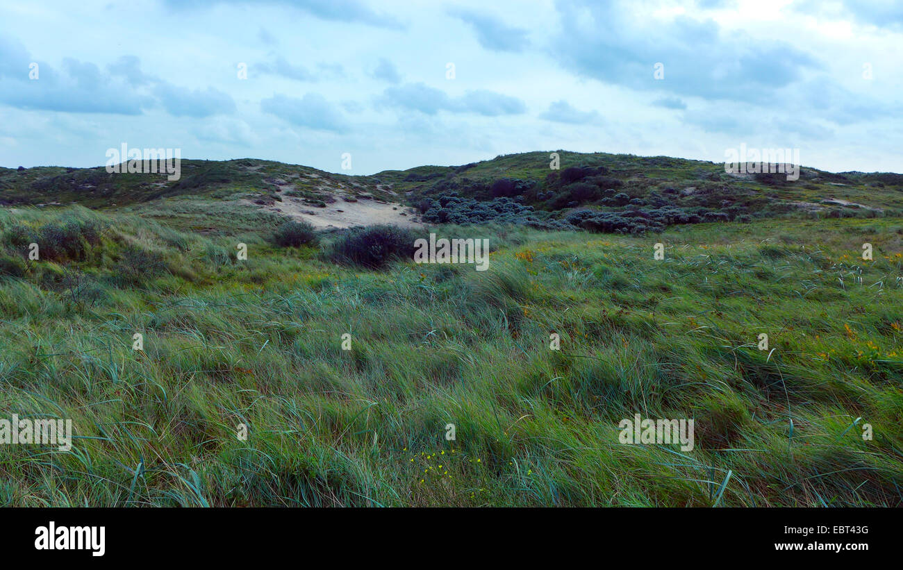 grass-grown dunes, Netherlands, South Holland, Coepelduynen, Noordwijk aan Zee Stock Photo