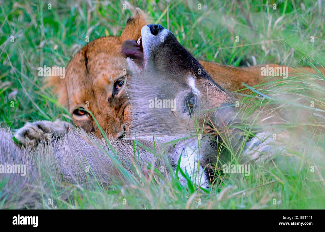 lion (Panthera leo), lioness destroying a waterbuck with a throat bite  , South Africa, Krueger National Park Stock Photo