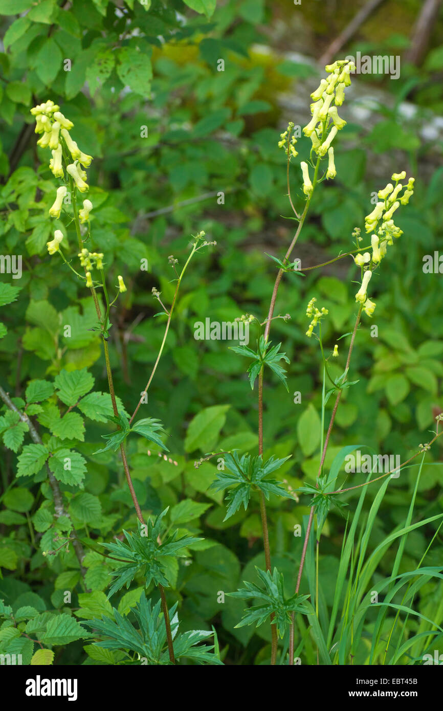 yellow wolfsbane (Aconitum lycoctonum ssp. vulparia, Aconitum vulparia), blooming, Germany, Bavaria, Oberbayern, Upper Bavaria Stock Photo