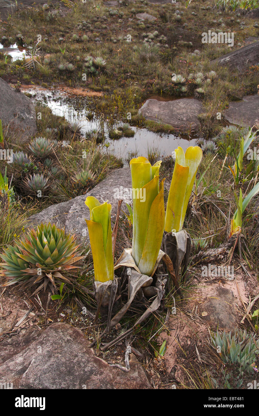 Brocchinia (Brocchinia reducta), together with Orectanthe sceptrum, Venezuela, Canaima National Park, Roraima Tepui Stock Photo