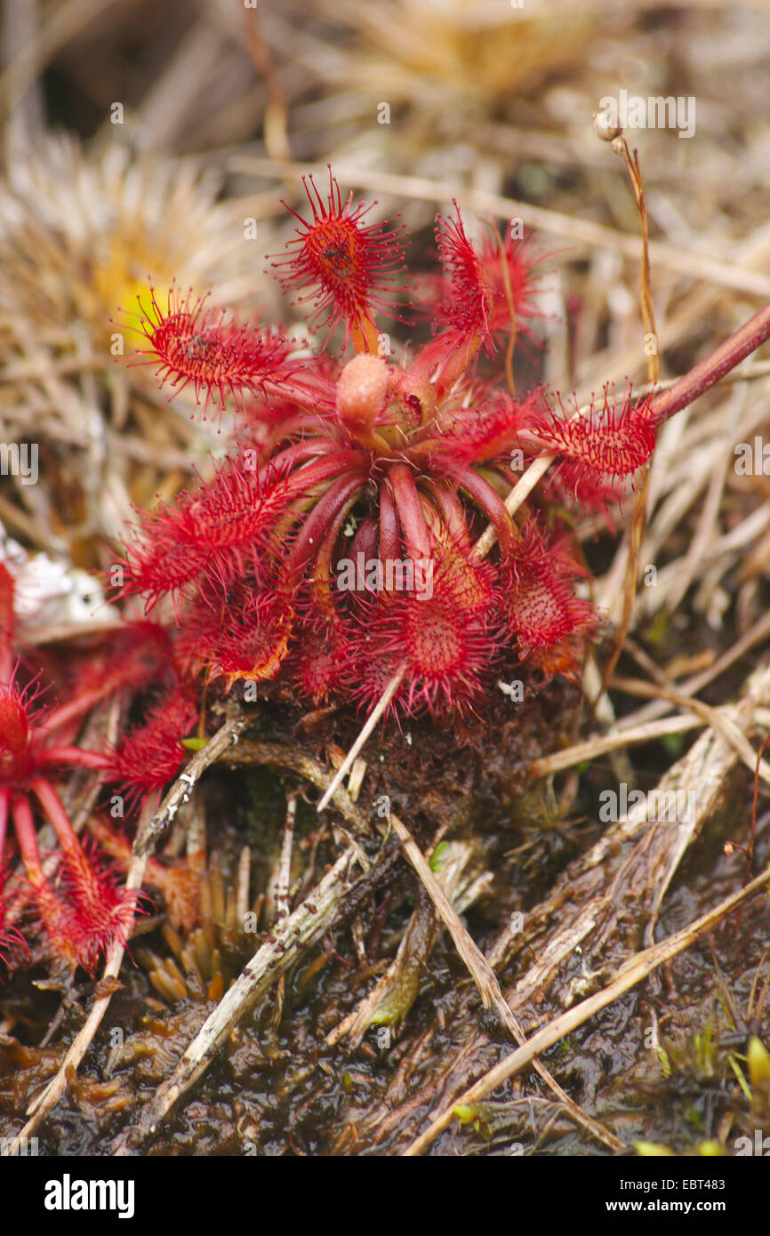 sundew (Drosera roraimae), Venezuela, Canaima National Park, Roraima Tepui Stock Photo