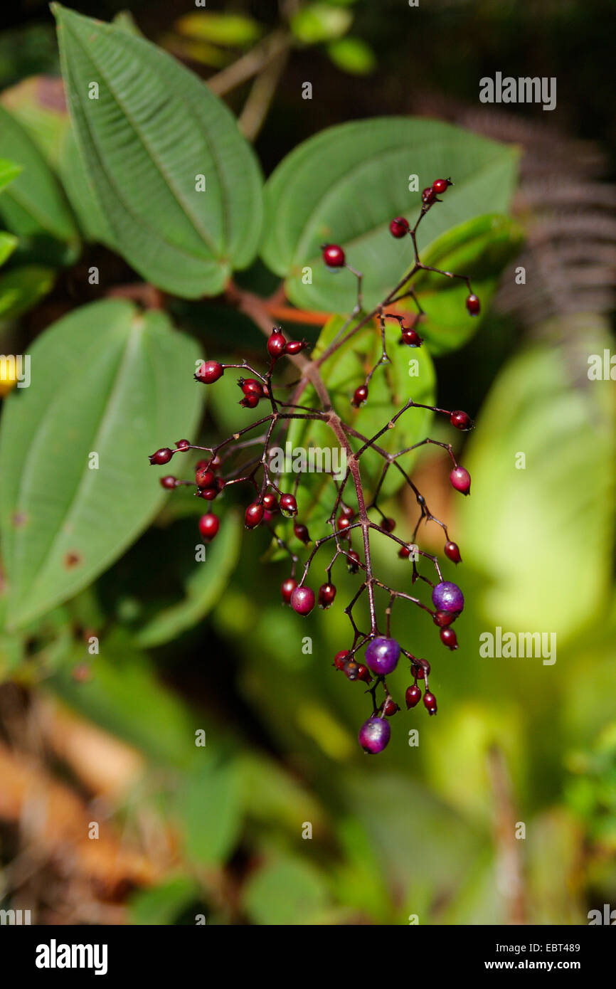 Malastomataceae at Roraima Tepui, Venezuela, Canaima National Park Stock Photo