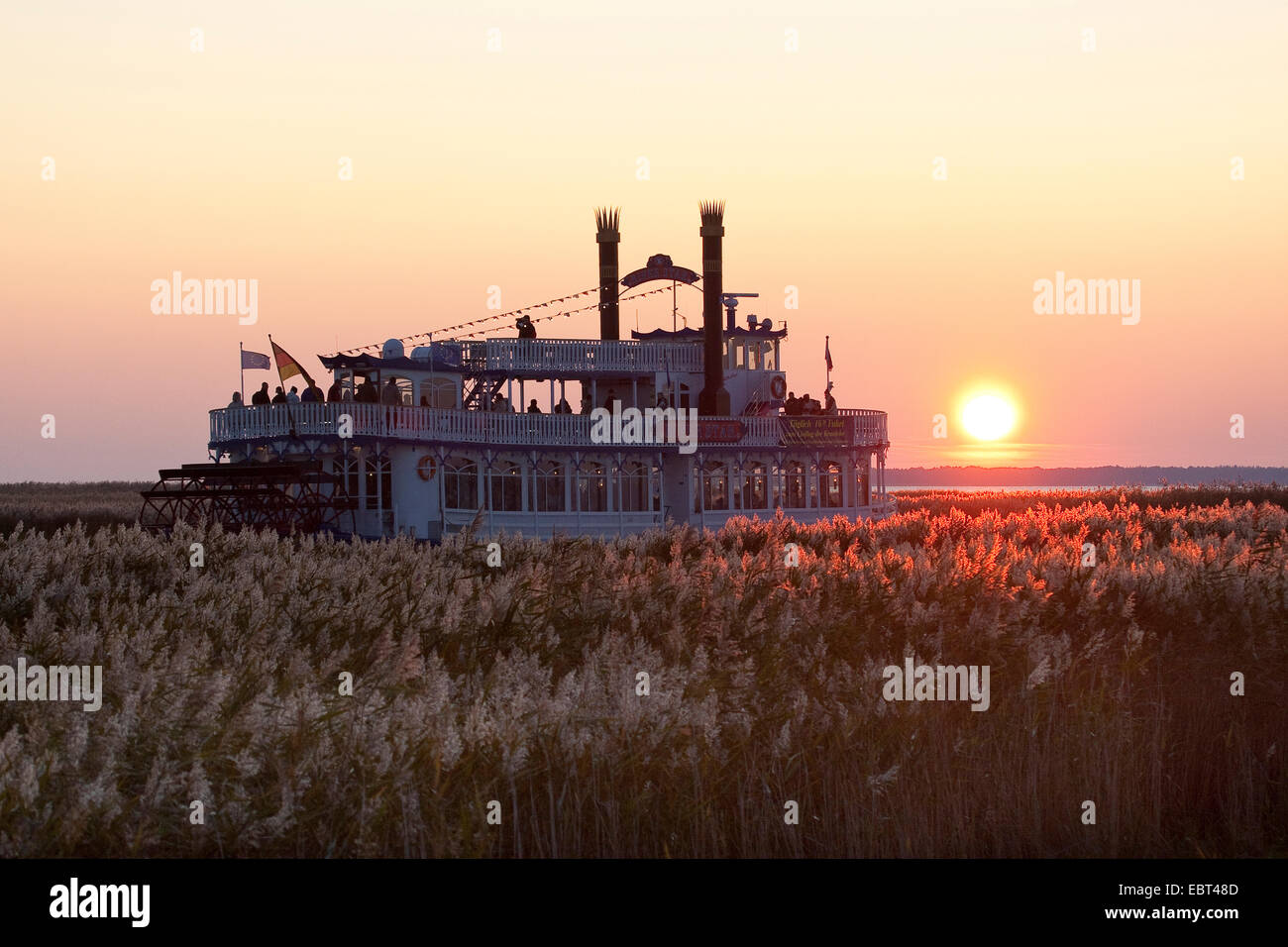 reed grass, common reed (Phragmites communis, Phragmites australis), sunset over a reed with a paddle steamer, Germany Stock Photo