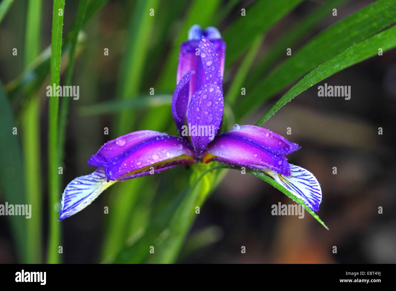 Iris spuria (Iris spuria), flower, Germany Stock Photo