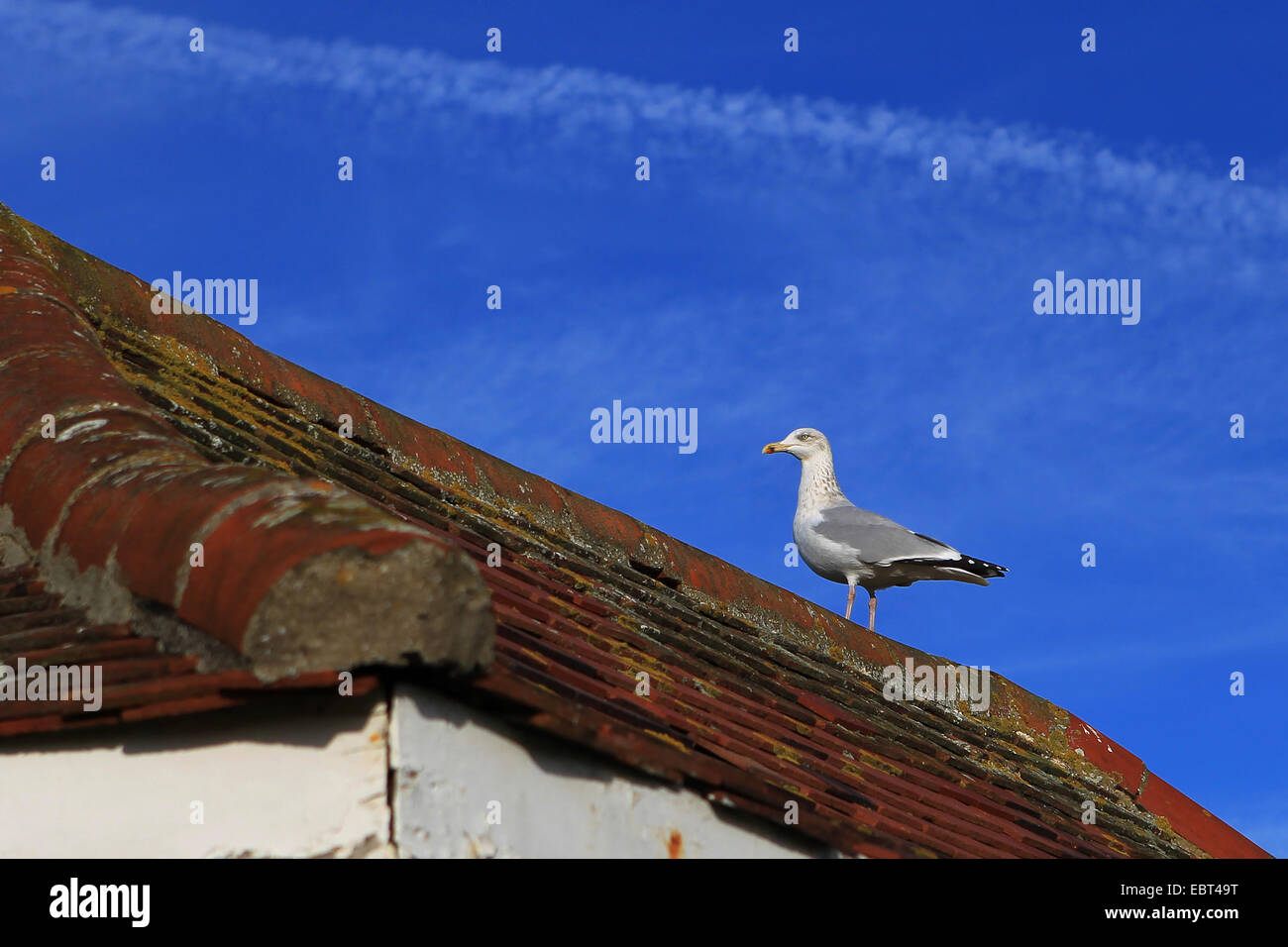 Wildlife - coast - East Kent - Minnis Bay, England - herring gull on a tiled roof with bright blue sky background Stock Photo