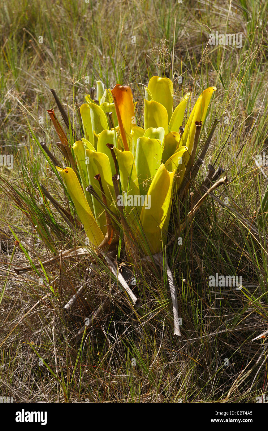 Brocchinia reducta (Brocchinia reducta), Venezuela, Canaima National Park, Gran Sabana Stock Photo