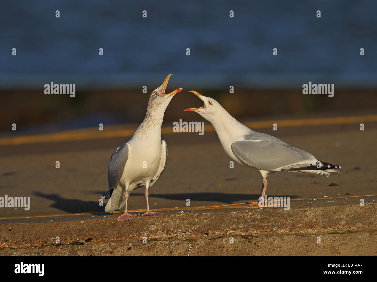 Wildlife - coast - East Kent - Minnis Bay, England - two herring gulls on the quayside greet each other. Stock Photo