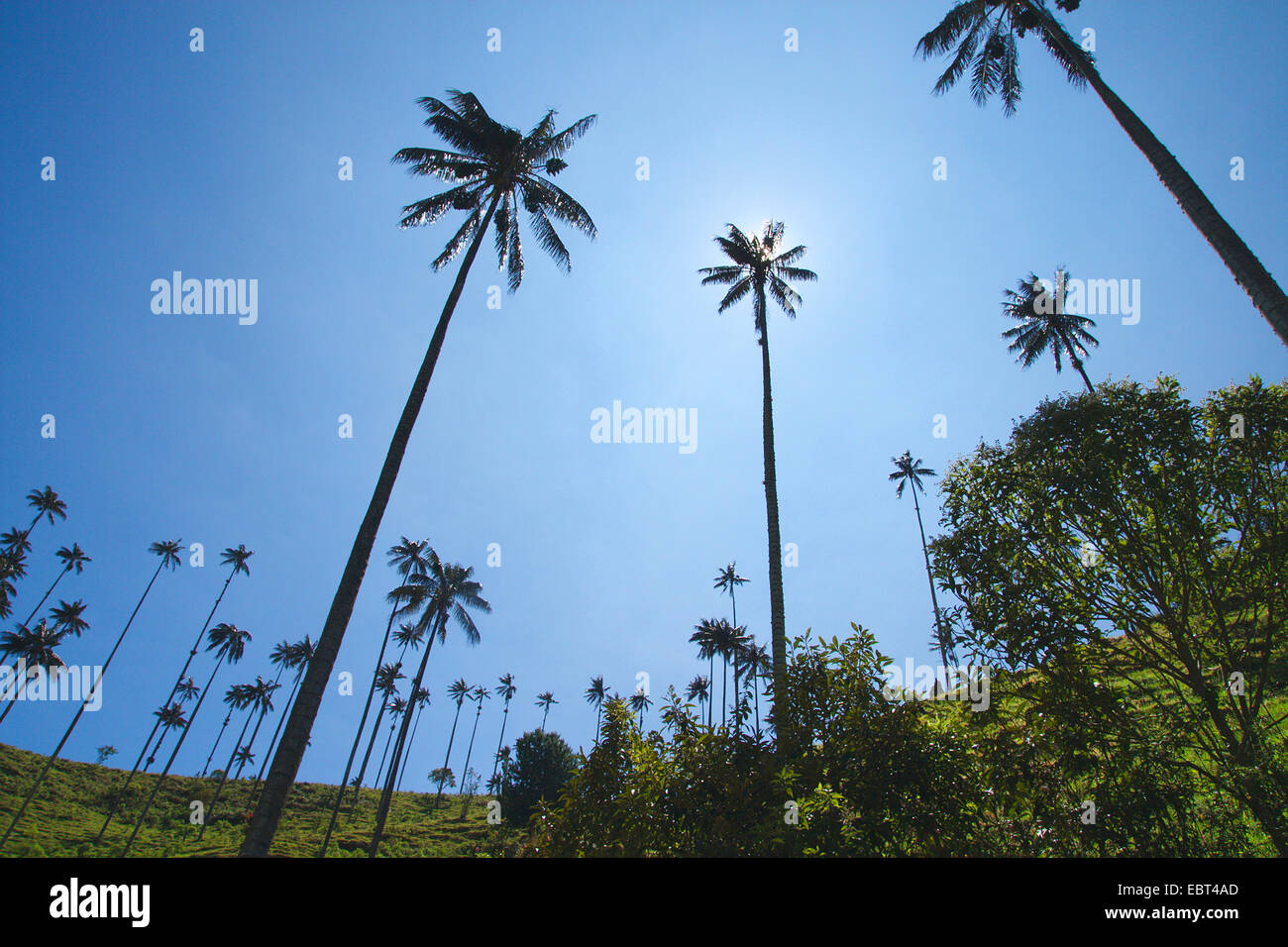 Palma de cera del quindio, Wax palm tree (Ceroxylon quindiuense