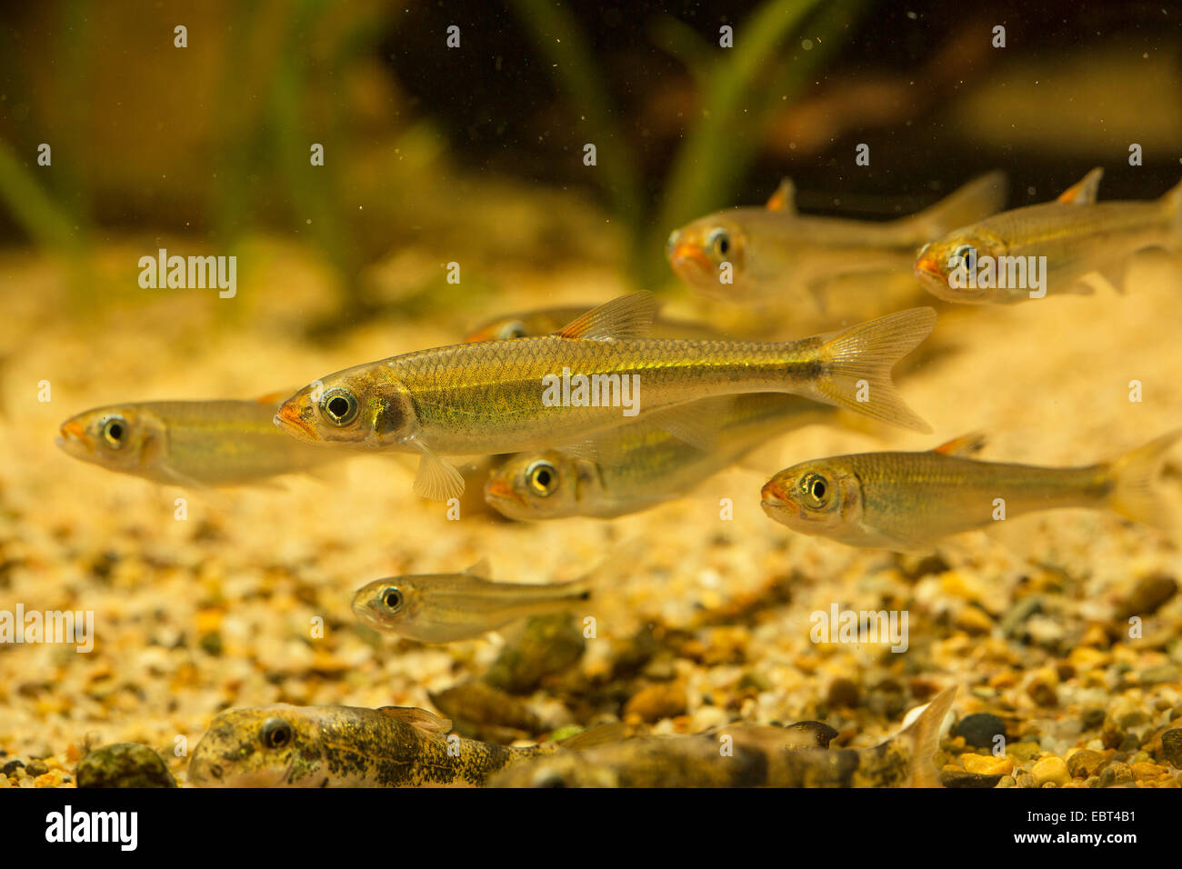 warpaint shiner  (Luxilus coccogenis), swimming young fishes, side view Stock Photo