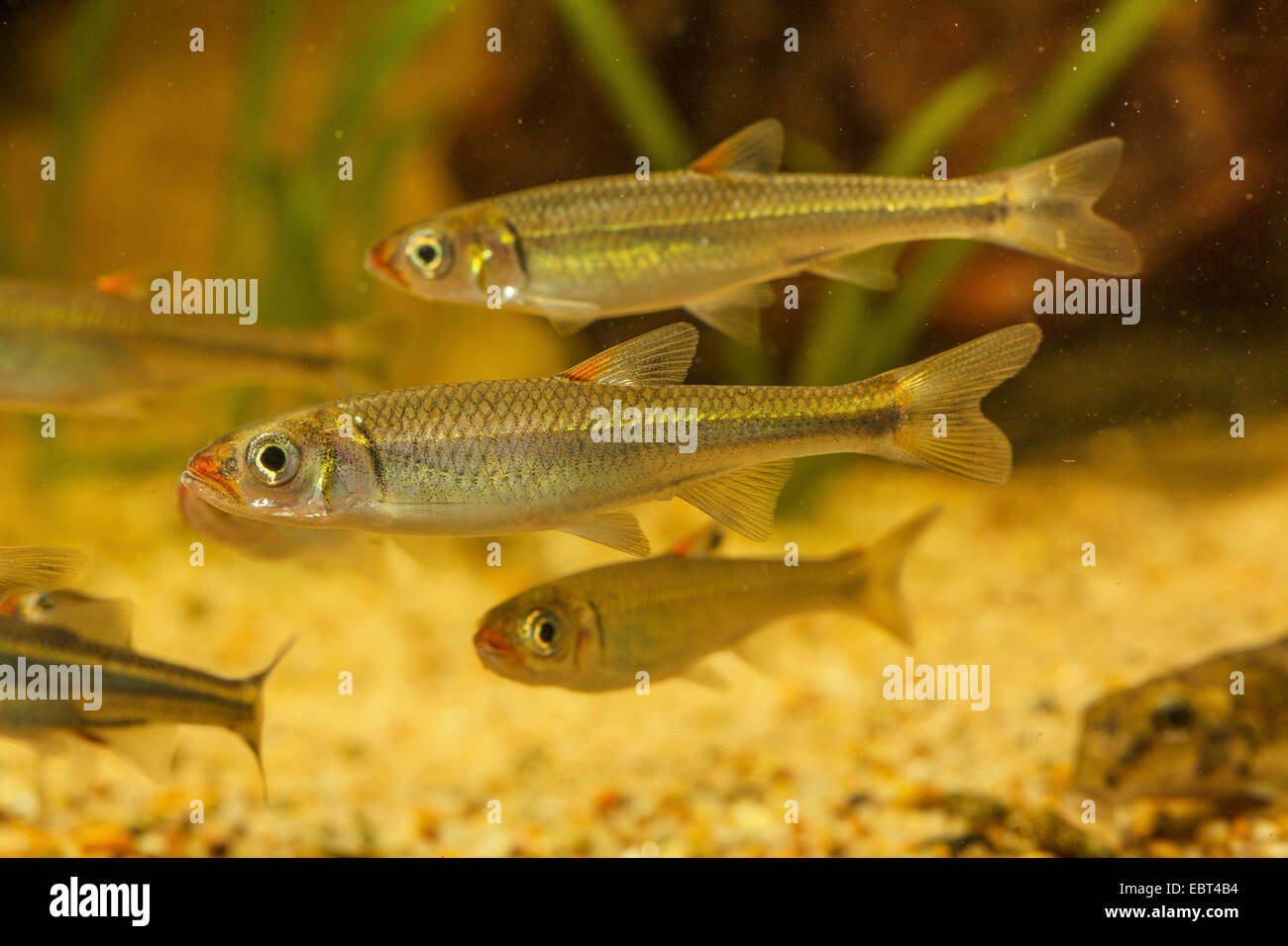 warpaint shiner  (Luxilus coccogenis), three swimming young fishes, side view Stock Photo
