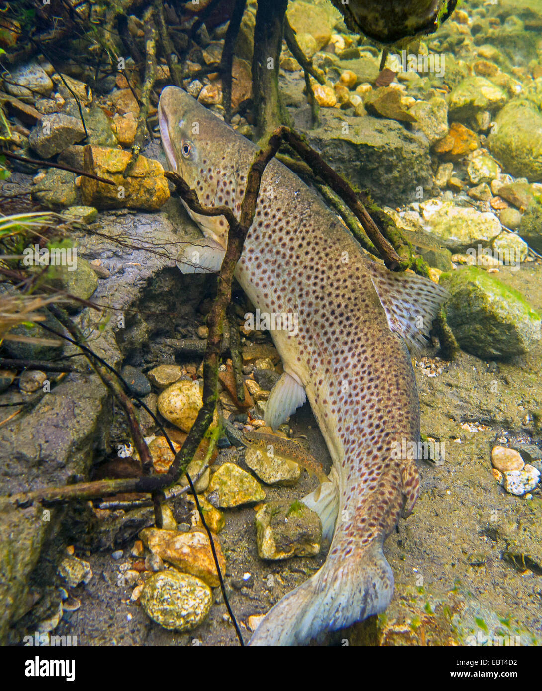 Brown trout, Sea trout, Atlantic trout (Salmo trutta trutta), at the
