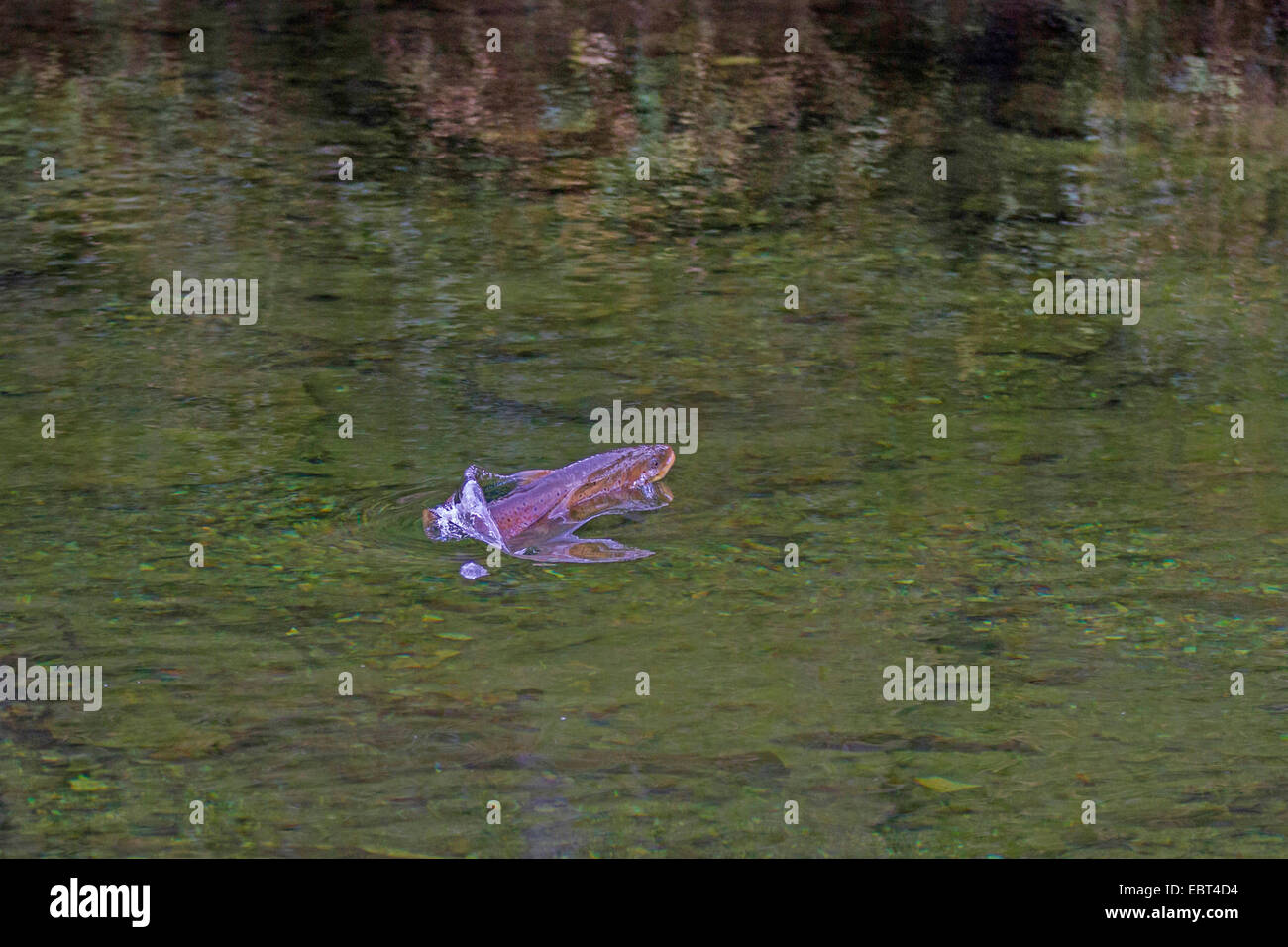 Brown trout, Sea trout, Atlantic trout (Salmo trutta trutta), jumping out of the water, Norway, Namsos Stock Photo