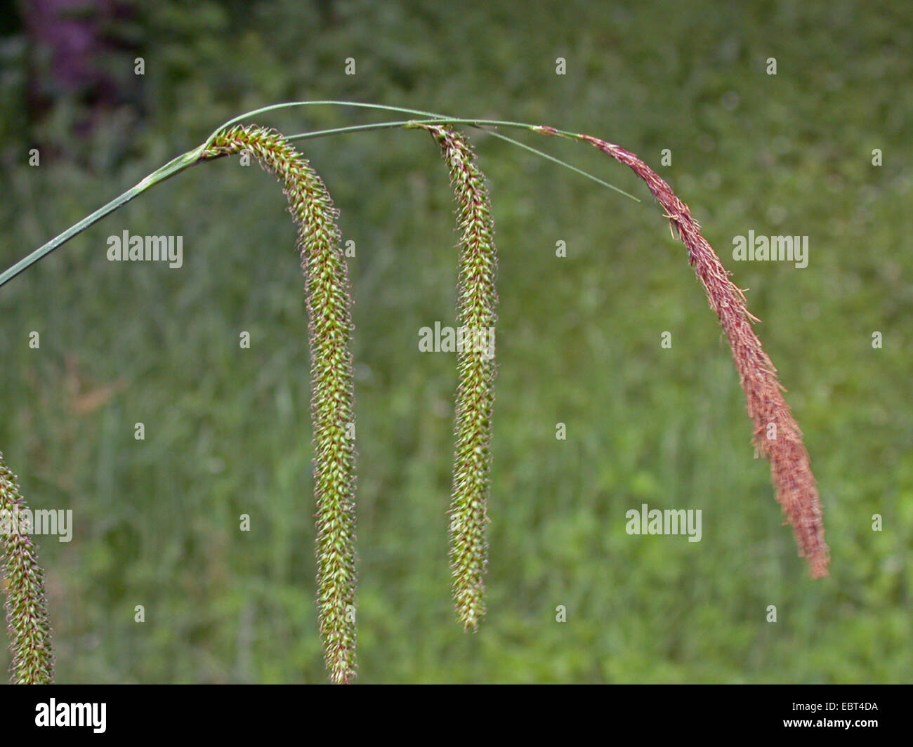 Pendulous sedge, Giant sedge grass (Carex pendula), inflorescence, Germany Stock Photo