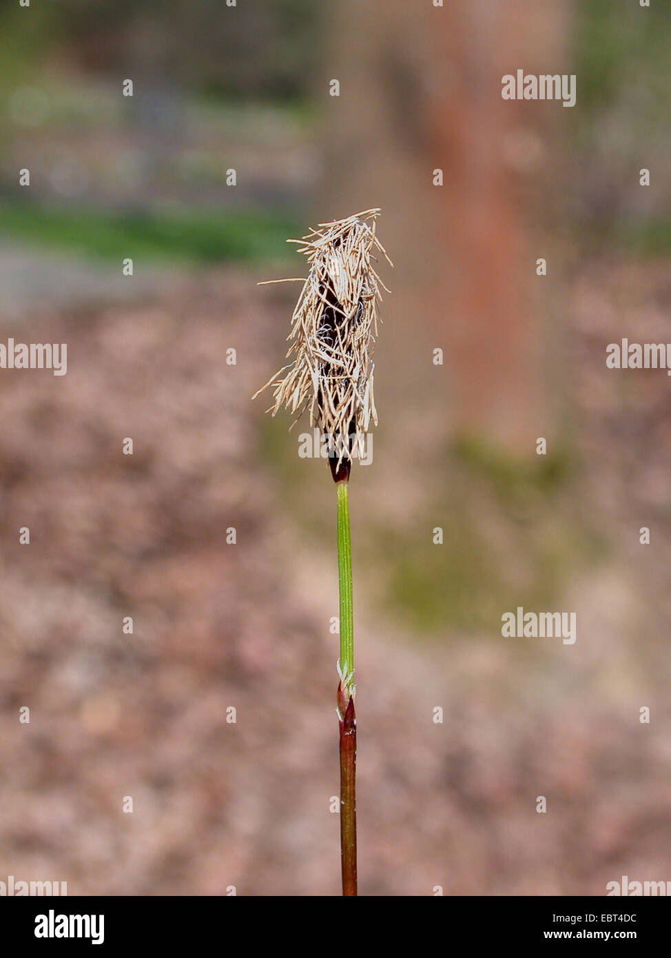 plantain-leaved sedge (Carex plantaginea), male spike Stock Photo