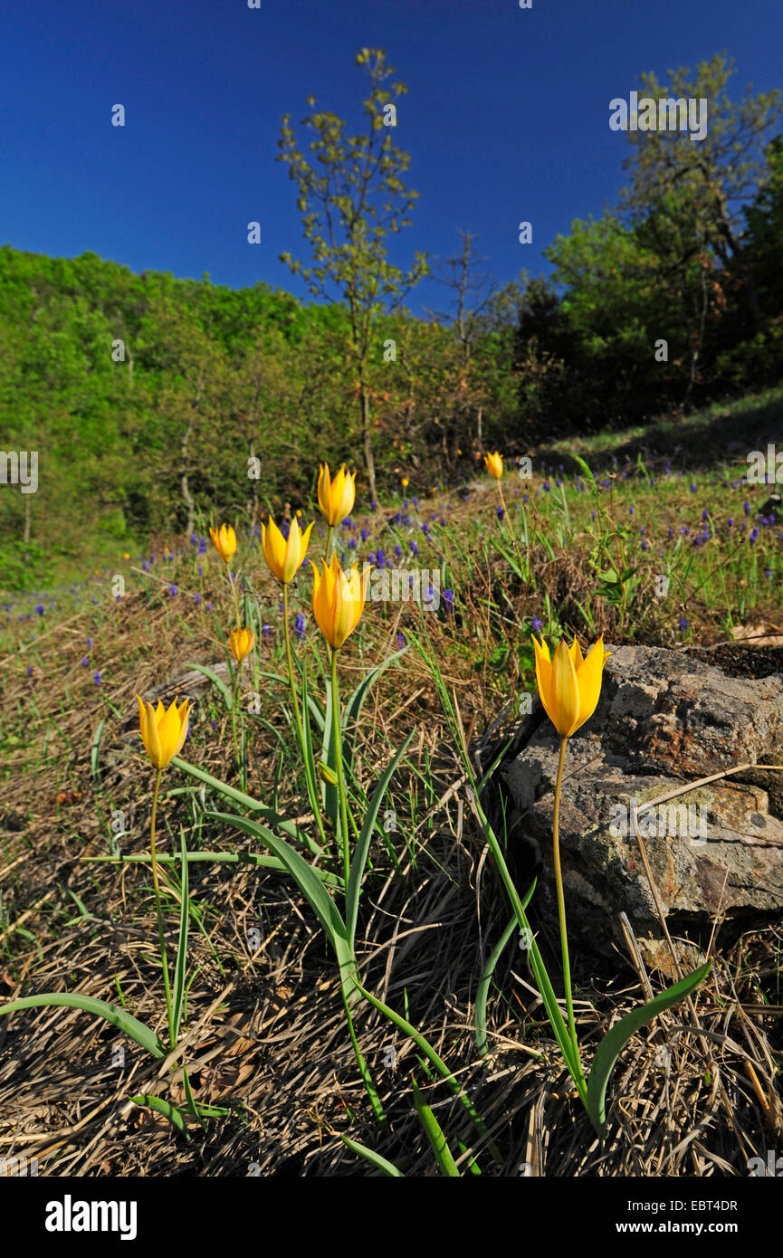 Southern Wild Tulip (Tulipa sylvestris ssp. australis, Tulipa australis), blooming, Greece, Thrace Stock Photo
