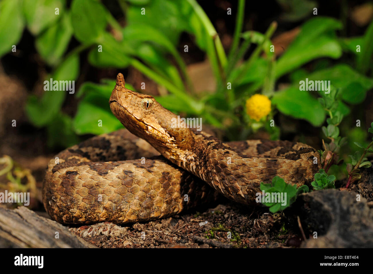 Nose-horned viper, Horned viper, Long-nosed viper (Vipera ammodytes, Vipera ammodytes meridionalis  ), closeup on soil ground among different flowers, Greece, Macedonia Stock Photo